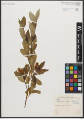 Foto von Salix serissima (L. H. Bailey) Fern.